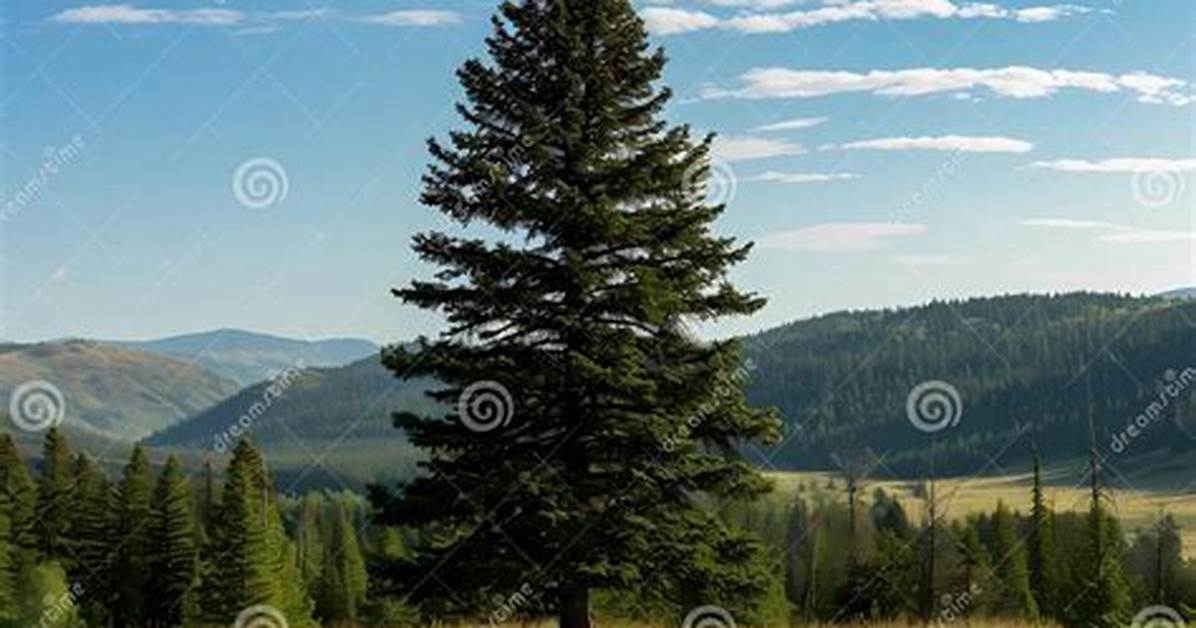 Oregon State Tree