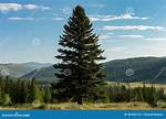 Oregon State Tree