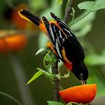 Oreo Bird