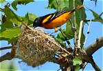 Oriole Nest