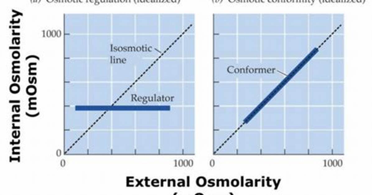 Osmoconformer