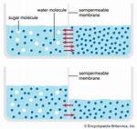 Osmosis Examples