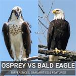 Osprey vs Bald Eagle