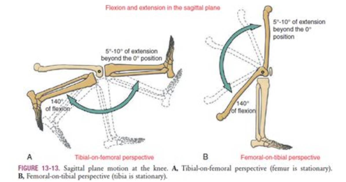 Osteokinematics
