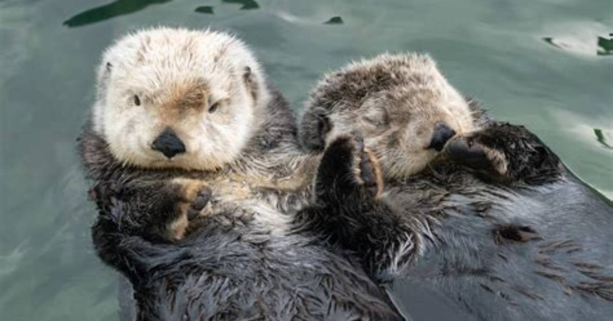 Otters Sleeping