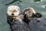 Otters Sleeping