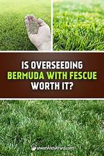 Overseeding with Bermuda