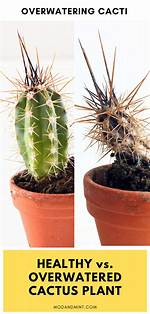 Overwatered Cactus