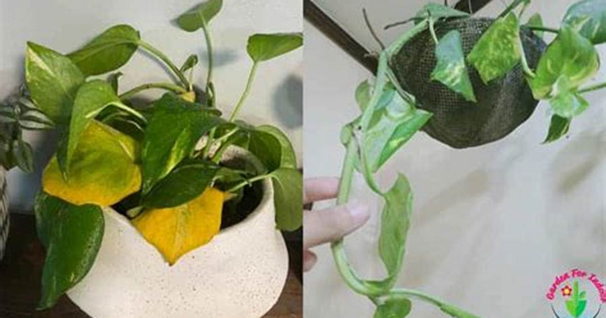 Overwatered Pothos