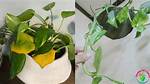 Overwatered Pothos