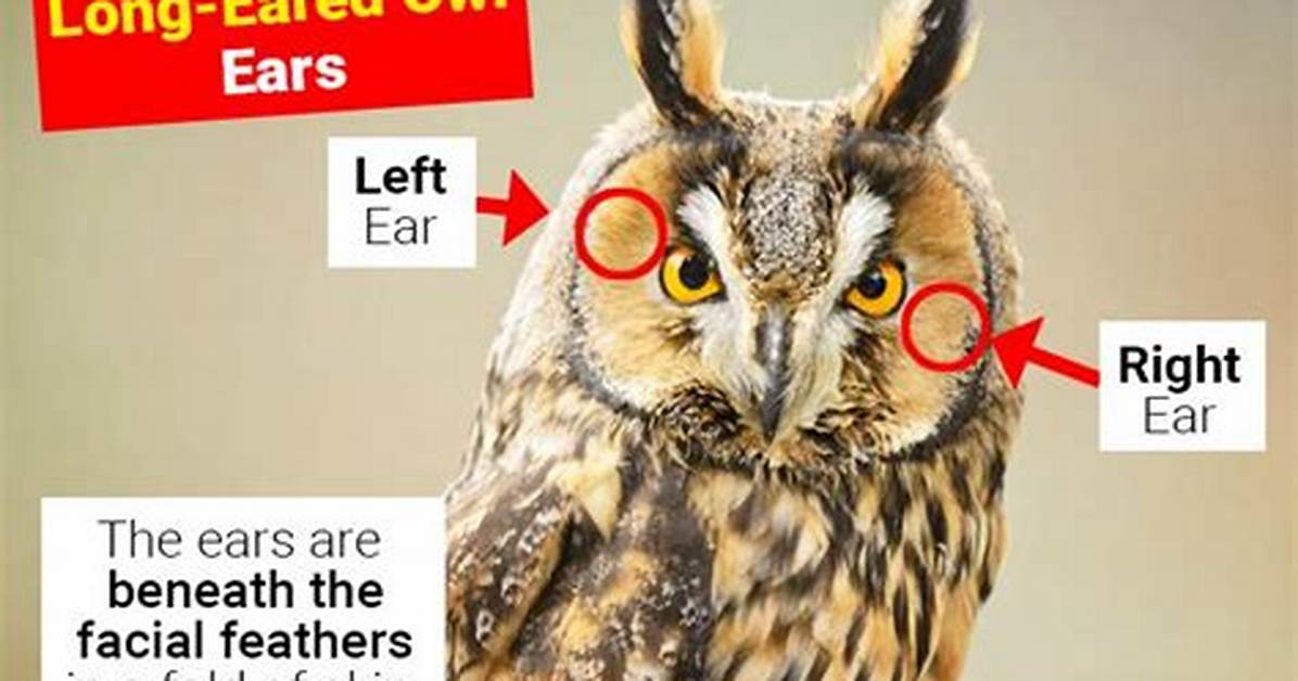 Owl Ears