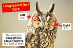 Owl Ears