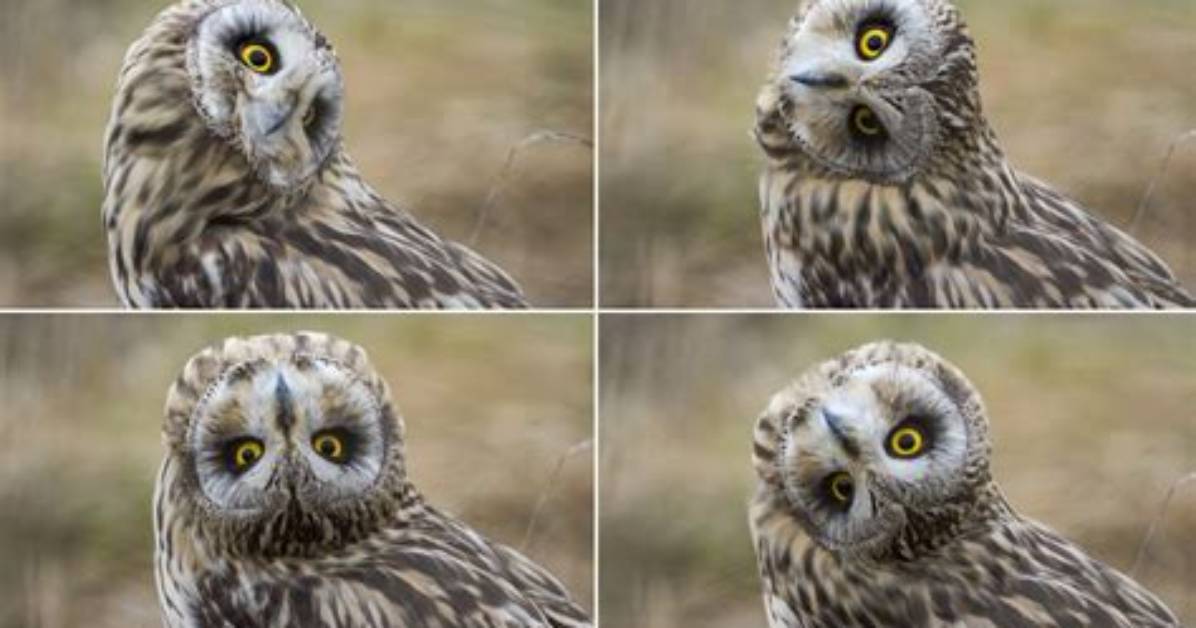 Owl Head Turn