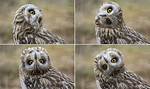 Owl Head Turn