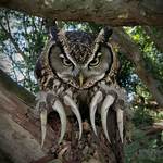 Owl's Claw