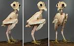 Owl Without Fur