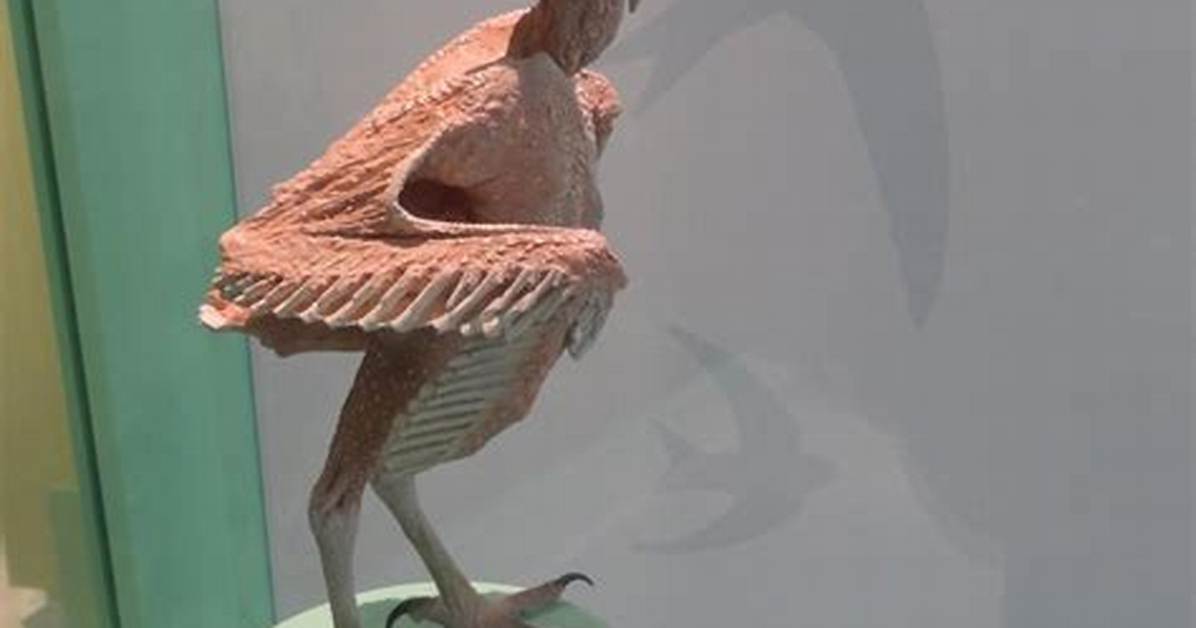 Owls Without Feathers