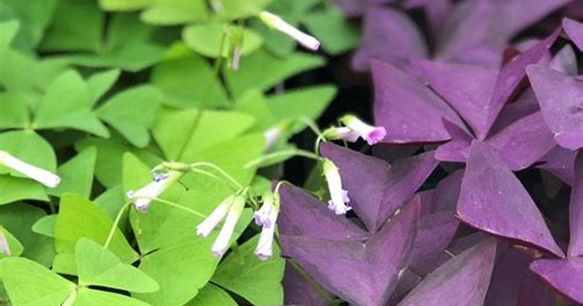 Oxalis Bulbs