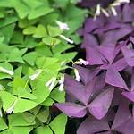 Oxalis Bulbs