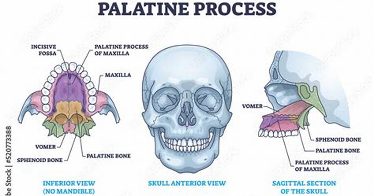 Palatine Process