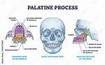 Palatine Process