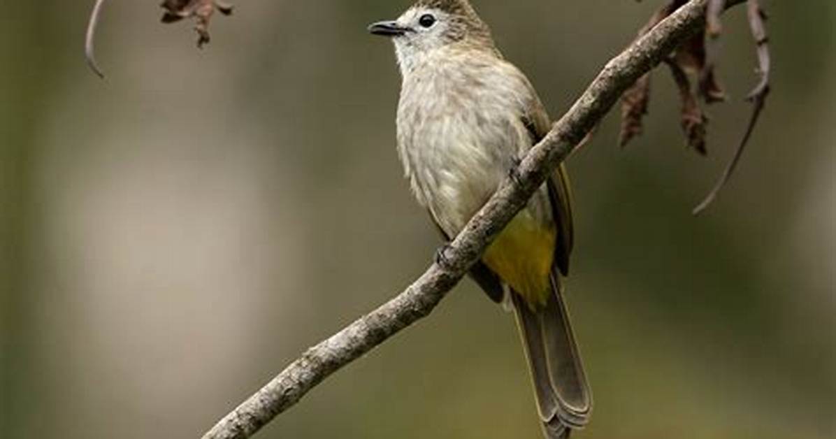 Pale-Faced