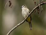 Pale-Faced