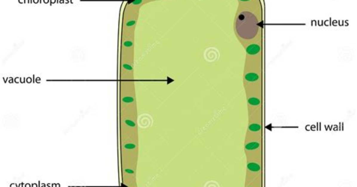 Palisade Cells