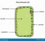 Palisade Cells