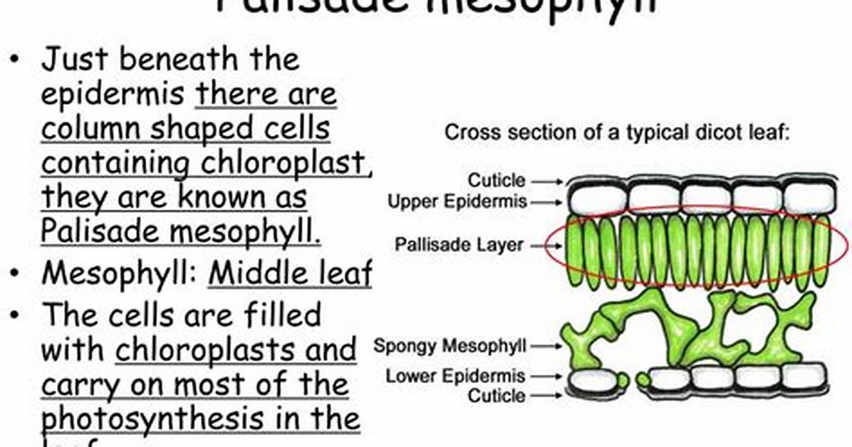 Palisade Mesophyll Function