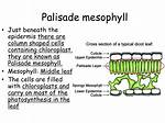 Palisade Mesophyll Function