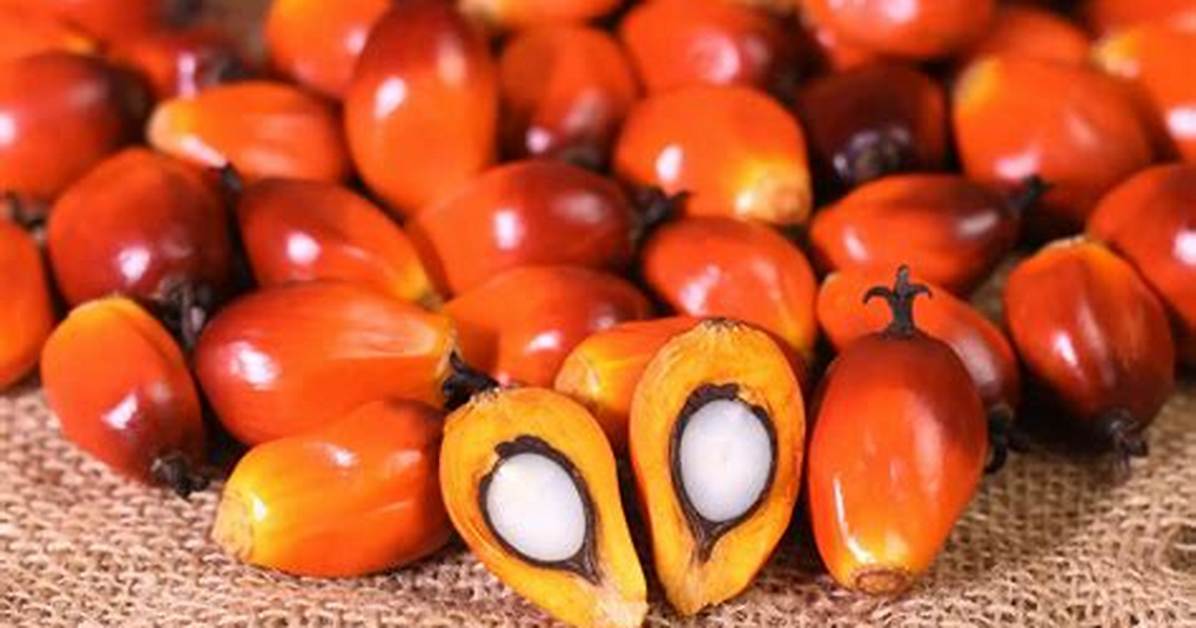 Palm Nuts