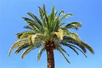 Palm Tree Cost
