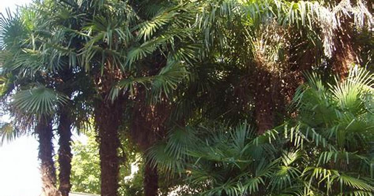 Palm Tree Ny