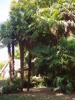Palm Tree Ny