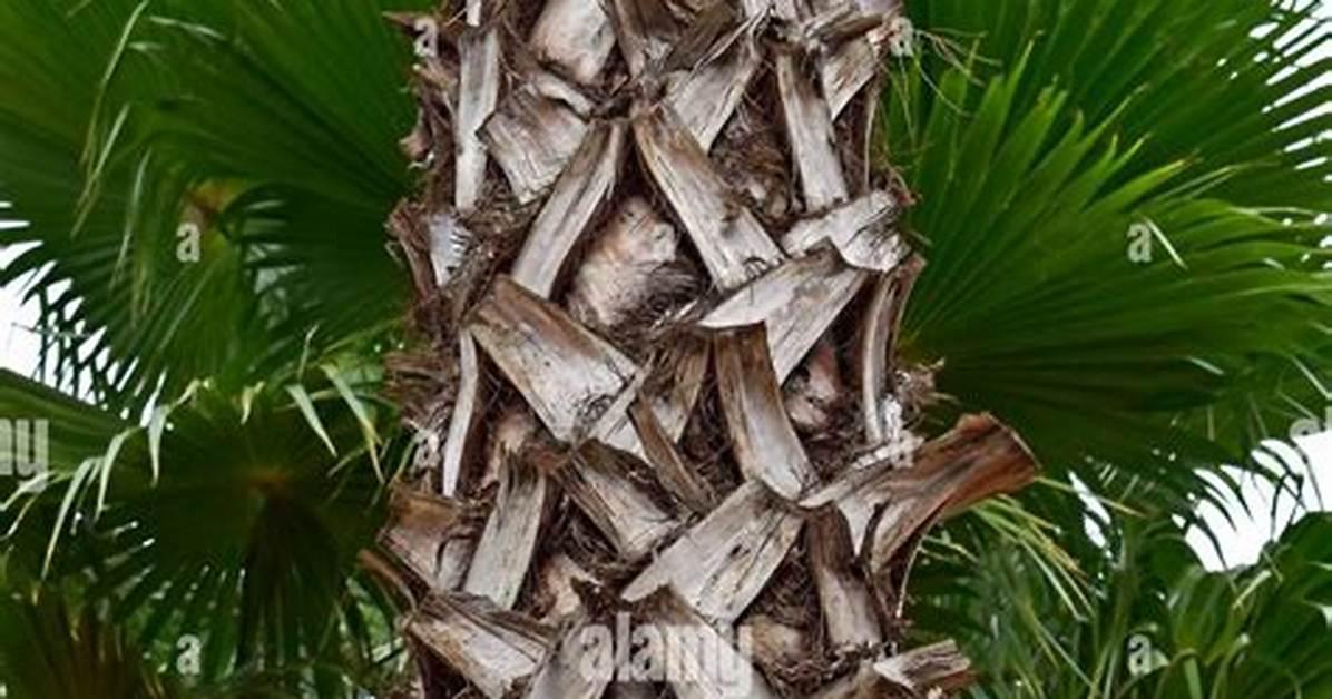 Palm Tree Trunk