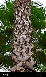 Palm Tree Trunk
