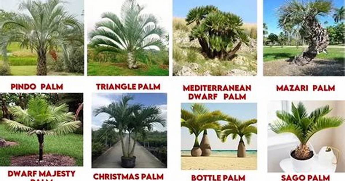 Palm Tree Varieties