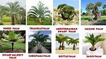 Palm Tree Varieties