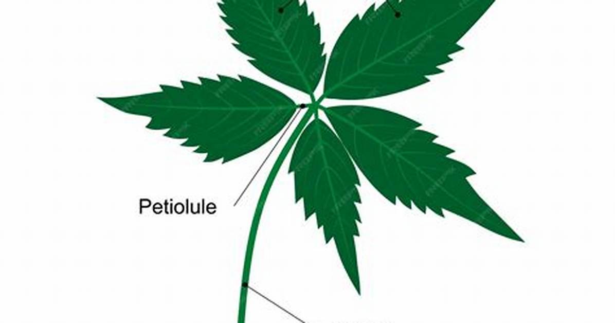 Palmately Compound Leaf
