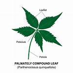 Palmately Compound Leaf