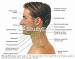 Palpable Lymph Nodes