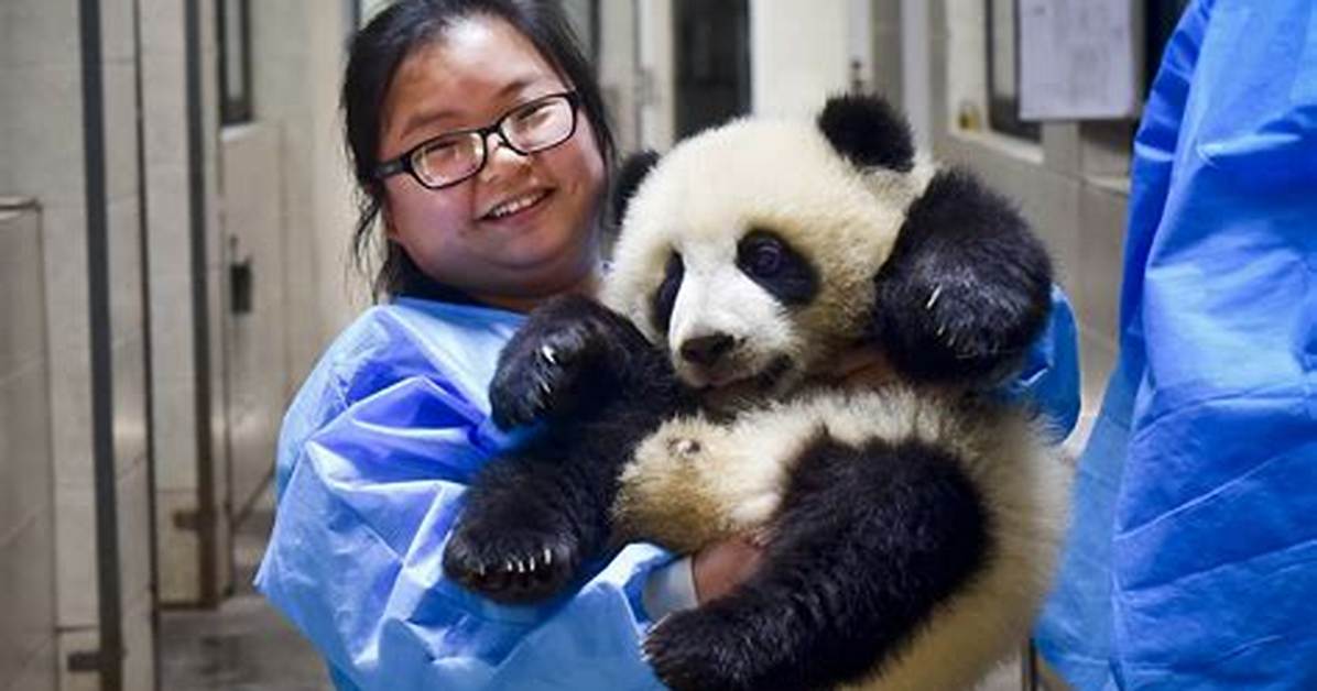 Panda Nanny