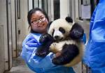 Panda Nanny