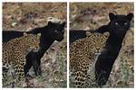 Panther vs Leopard
