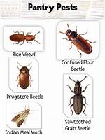 Pantry Pest