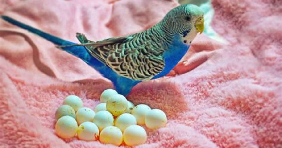 Parakeet Eggs