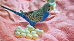 Parakeet Eggs