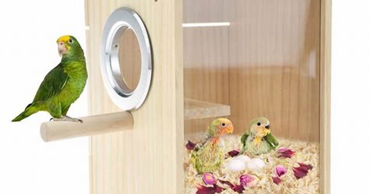 Parakeet Nesting Box
