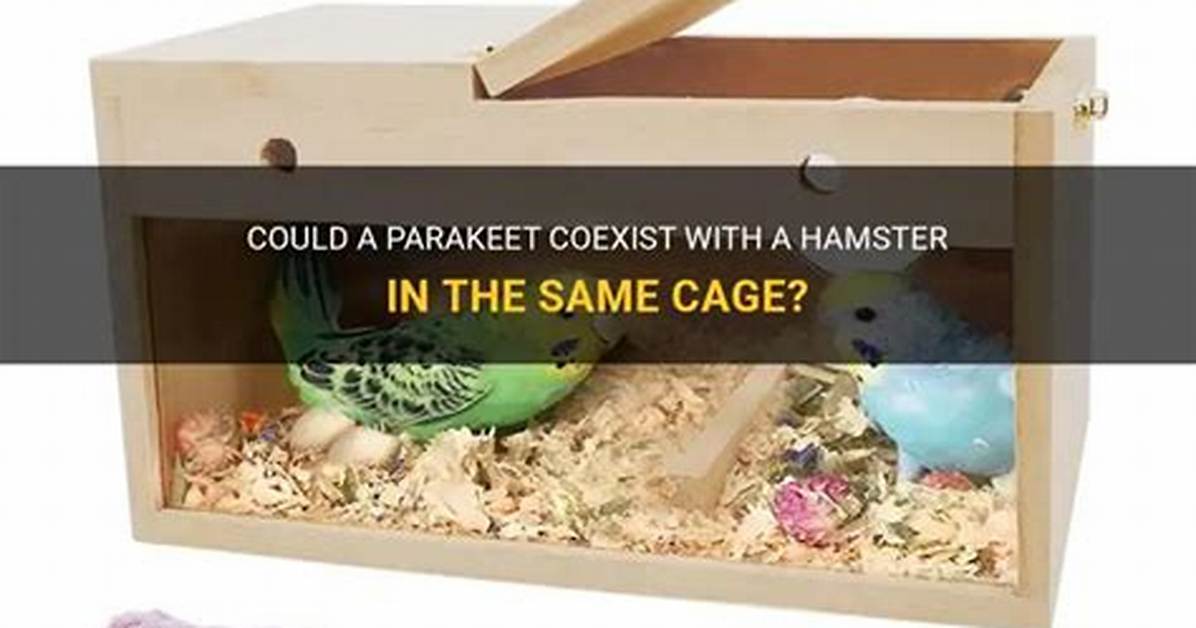 Parakeet or Hamster for Example